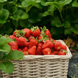wicker-basket-with-delicious-juicy-red-strawberry