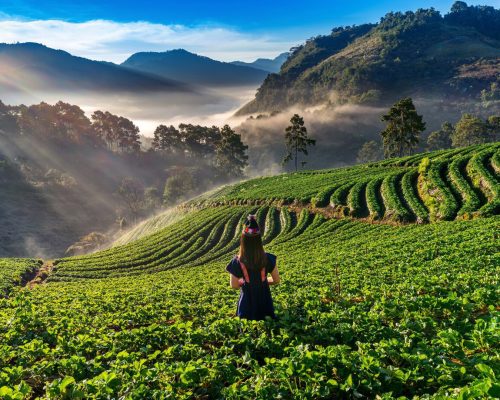 woman-wearing-hill-tribe-dress-strawberry-garden-doi-ang-khang-chiang-mai-thailand_335224-764